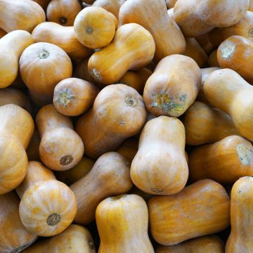 Noix de Beurre Butternut Cobnut F1 - Cucurbita Moschata 