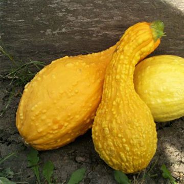 Courge Cou Tors - Cucurbita pepo