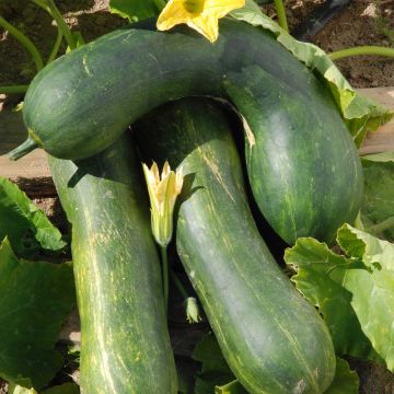 Courge Longue de Nice - Cucurbita pepo