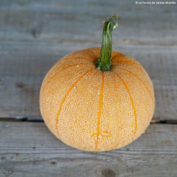 Délicieux épinards d'hiver - Blog La Ferme de Sainte Marthe