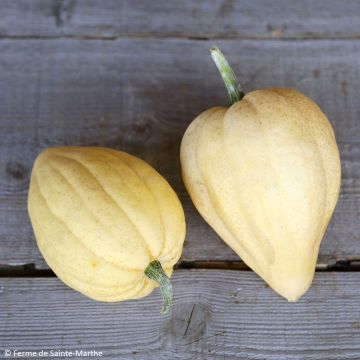 Courge acorn Thelma Sanders Bio - Ferme de Sainte Marthe