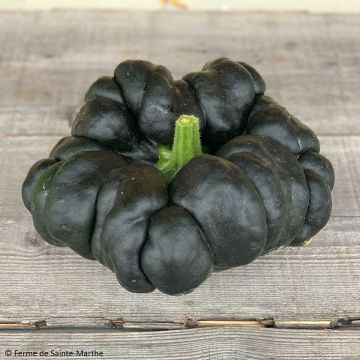 Courge musquée Heipijiangbinggua Bio - Ferme de Sainte Marthe