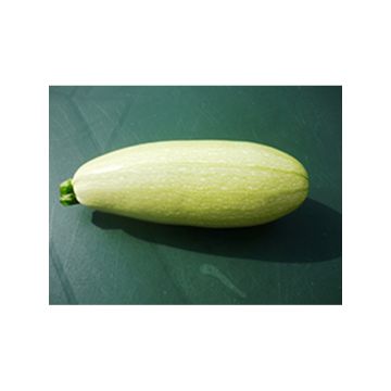 Courgette Amalthée F1 Bio - Cucurbita pepo