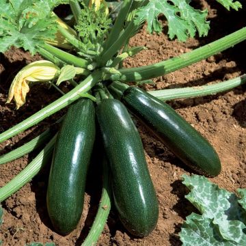 Graines de Courgette Astia F1