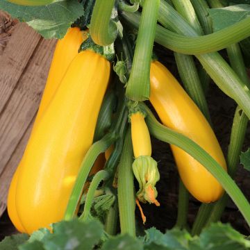 Courgette Atena Polka F1 jaune