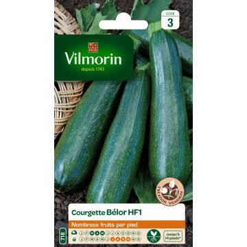 Courgette Belor F1 (Création Vilmorin) - Vilmorin