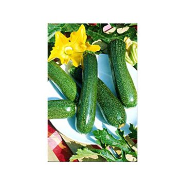 Courgette verte noire maraîchère - Graines potagères Vilmorin