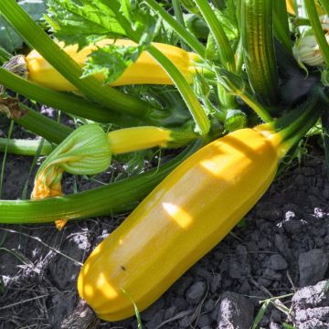 Courgette Easy Pick Green F1