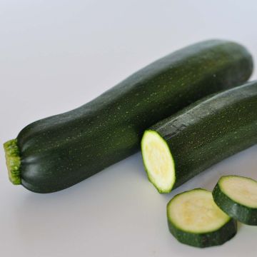 Courgette Verte non coureuse des maraîchers Bio