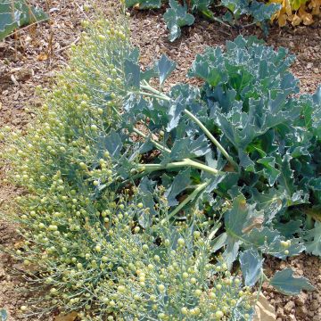 Crambe maritima - choux maritime