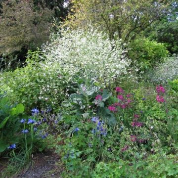 Crambe orientalis Morning Snow - Chou nuage