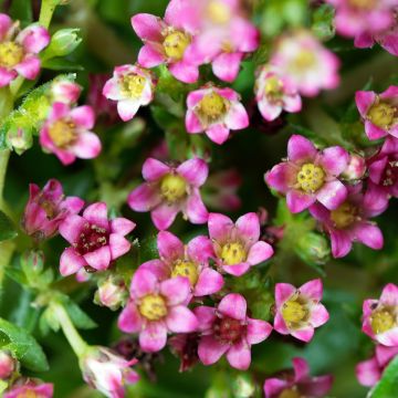 Crassula exilis subsp. schmidtii - Crassula de Schmidt