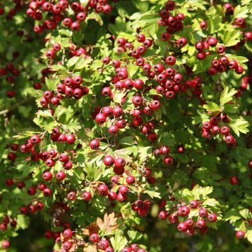 Crataegus azarolus - Azérolier