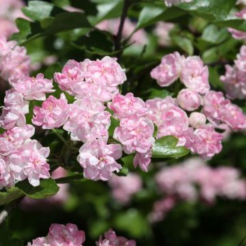 Crataegus laevigata Masekii - Aubépine lisse