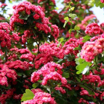 Aubépine - Crataegus laevigata Paul's Scarlet