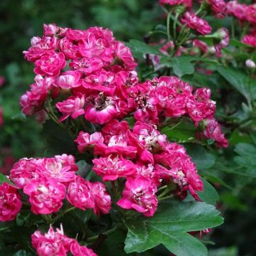 Crataegus laevigata Rosea Flore Pleno - Aubépine