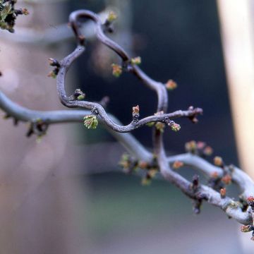 Crataegus monogyna Flexuosa - Aubépine monogyne