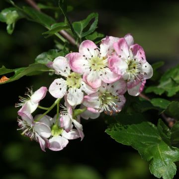 Crataegus monogyna Versicolor - Aubépine monogyne