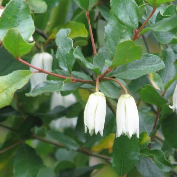 Crinodendron patagua - Patagua, Patahua