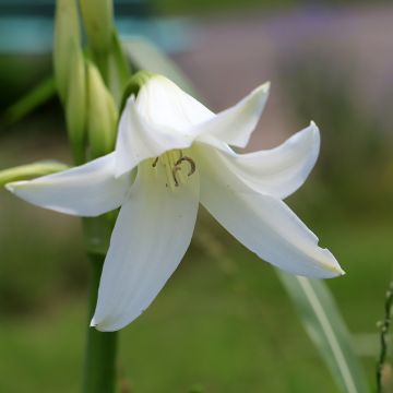 Crinum Powellii Blanc