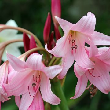 Crinum Powellii Rose