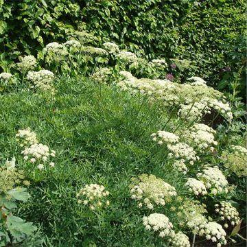 Ortie dioïque - Jardins de l'écoumène