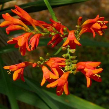 Crocosmia Météore - Montbretia 