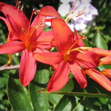 Crocosmia Mistral - Montbretia