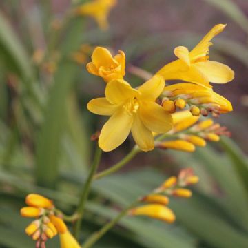 Crocosmia crocosmiiflora Sunglow - Montbretia jaune d'or