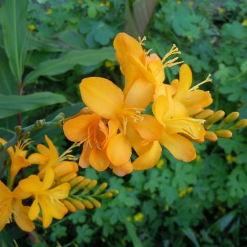 Crocosmia hybride Paul’s Best Yellow ® - Montbretia jaune-orangé