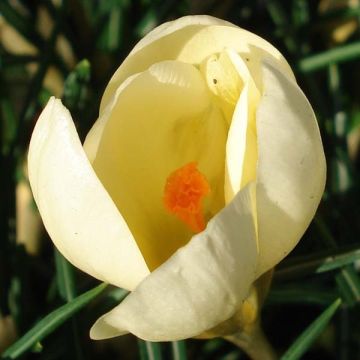 Crocus Chrysanthus Cream Beauty