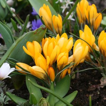 Crocus Mammouth Grand Jaune (Golden Yellow)