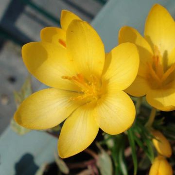 Crocus ancyrensis - Crocus d'Ankara