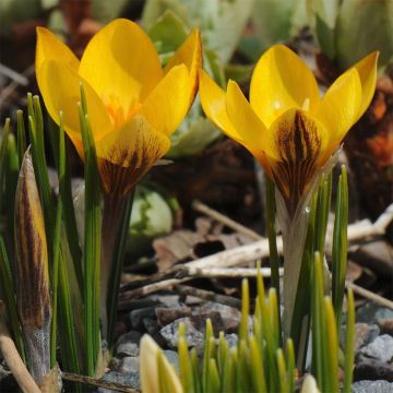 Crocus chrysanthus Fuscotinctus - Crocus doré