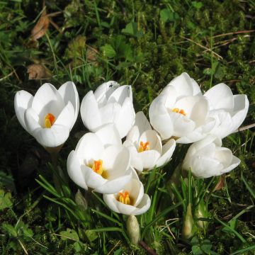 Crocus chrysanthus Snowbunting