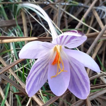 Crocus corsicus - Crocus de Corse