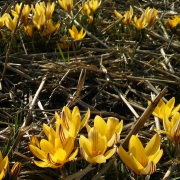 Crocus leonidii Little Amber