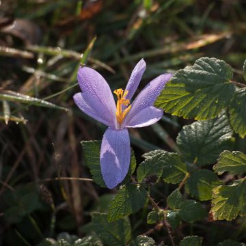 Crocus serotinus subsp salzmannii - Crocus d'automne