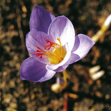 Crocus speciosus Cassiope - Crocus d'automne