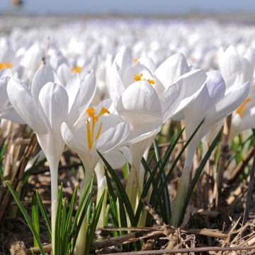 Crocus tommasinianus Ivory Princess