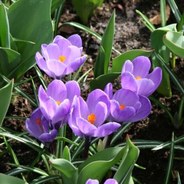 Crocus Mammouth Remembrance