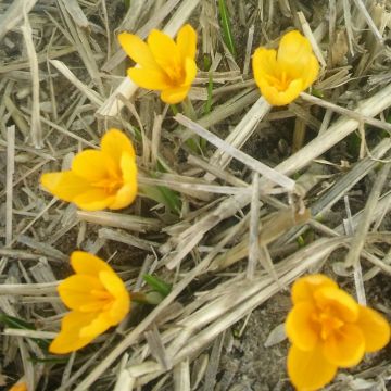 Crocus vitellinus - Crocus botanique