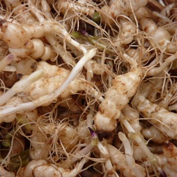 Crosnes - Crosne du Japon BIO - godet