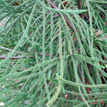 Cryptomeria japonica Araucarioides - Cèdre du Japon 