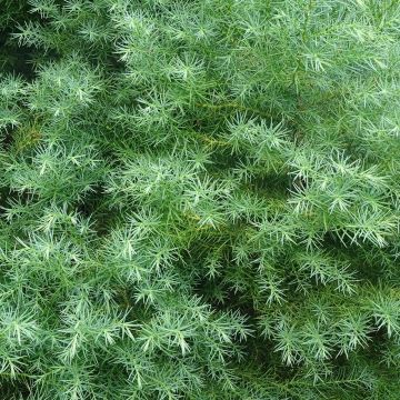 Cryptomeria japonica Elegans - Cèdre du Japon