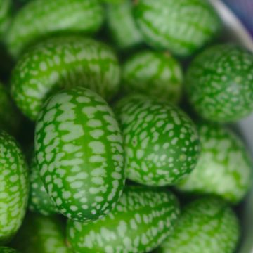 Cucamelon ou Concombre Melon - Melothria scabra