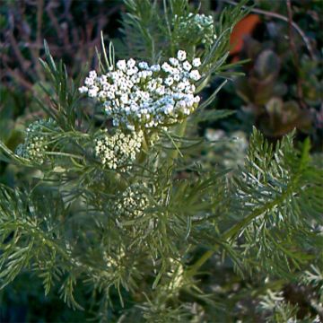 Cumin des prés - Carvi