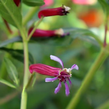 Cuphea ignea Scarlet - Plante cigarette rouge feu