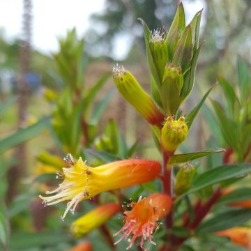 Cuphea ignea Scarlet - Plante cigarette rouge feu