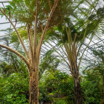 Cyathea australis - Fougère arborescente